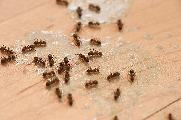 Wasp Removal Services in Suitland, MD