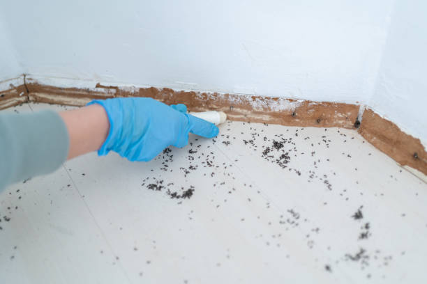 Best Pest Prevention Services  in Suitland, MD